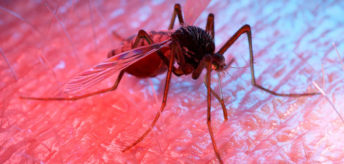 Revealed! The Secret Why Mosquitoes Aggressively Target Certain Individuals