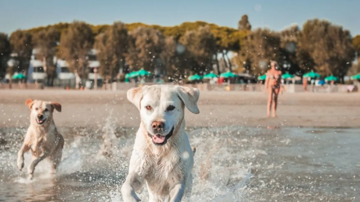 Europe Gets Serious: Premier Destinations Offer Luxury Pet-Friendly Vacations
