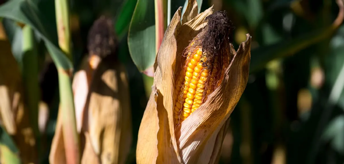 Berlin Batasi Jagung Biogas: Stabilitas Energi Terancam 2026