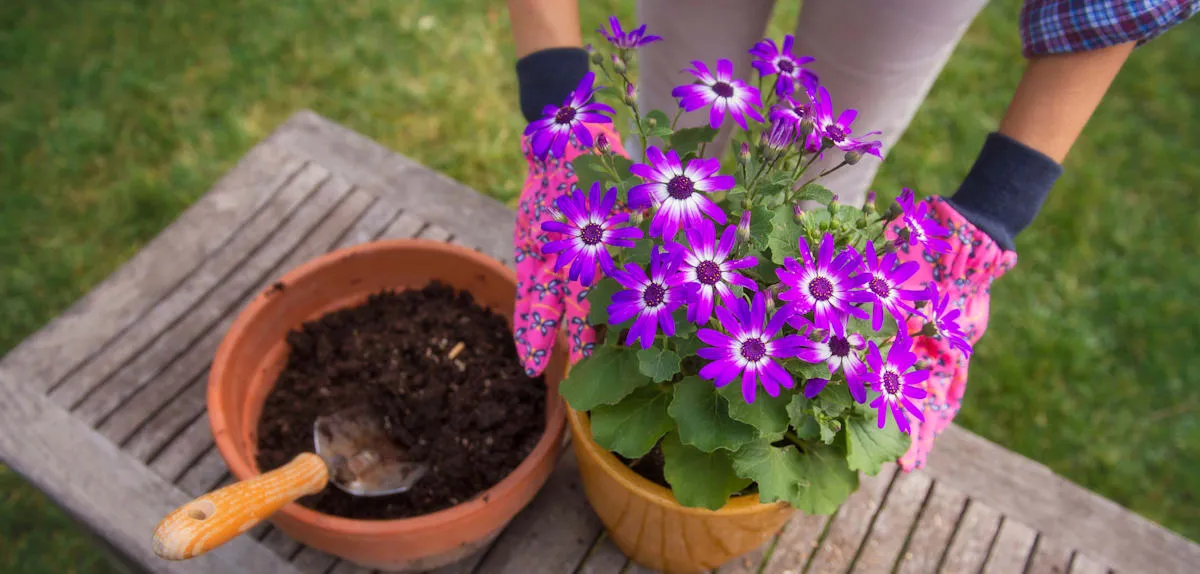 Absurd EU Policy: Are Flowerpots Classified as Packaging Waste?