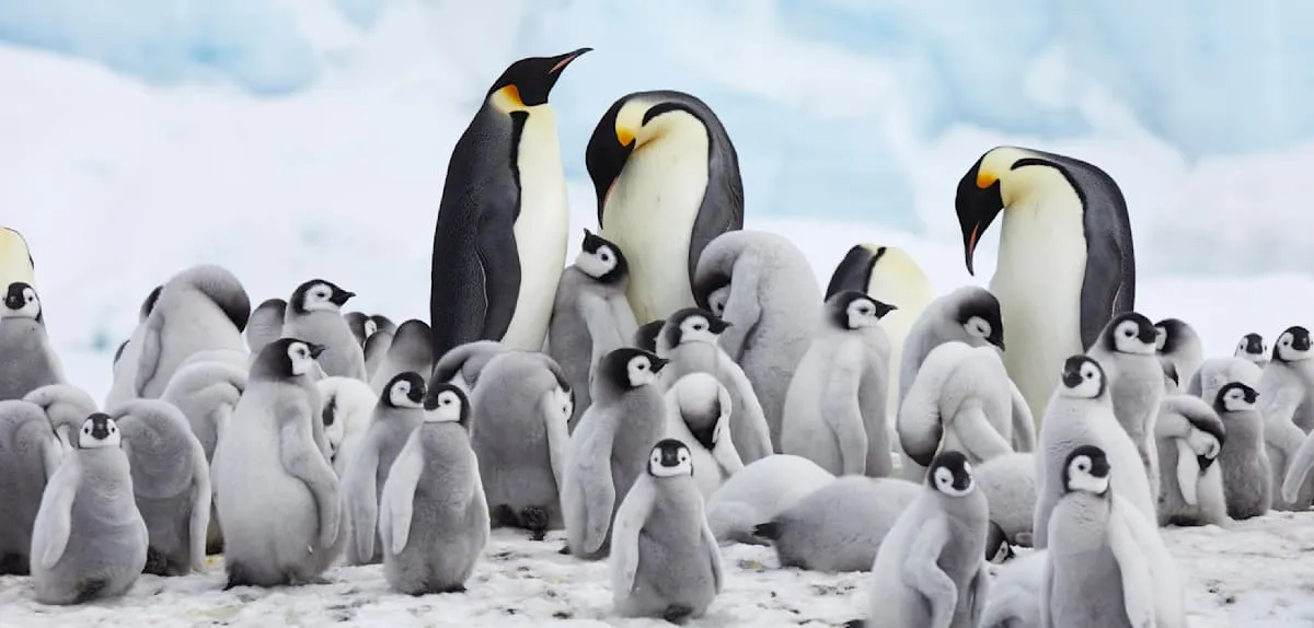 Bencana Es Antartika: Ribuan Anak Pinguin Kaisar Mati Kelaparan Massal