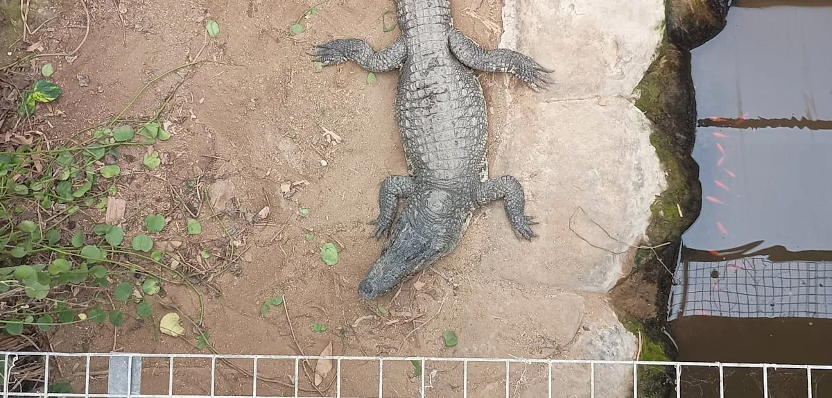 Horor Kebun Binatang: Balita Dilempar ke Buaya, Tersangka Bebas Sementara