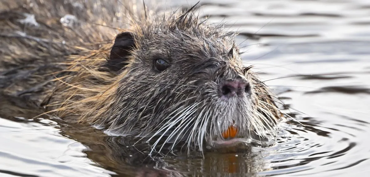 Invasi Nutria Jerman Kian Mencekam: Pembasmian Hama Melonjak 1700% Sejak 2006