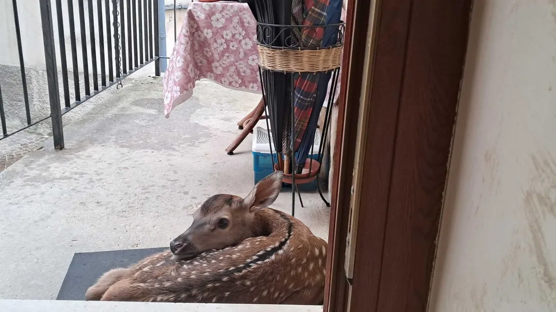 Anak Rusa Berteduh di Teras Warga Villalago: Simbol Harmoni Alam