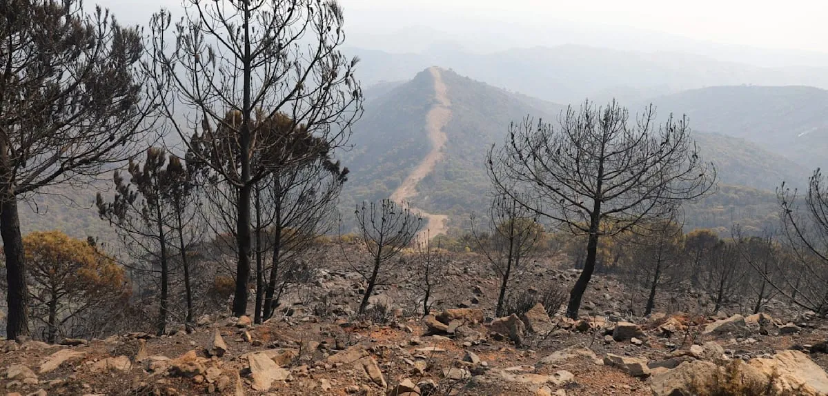 Almería Tragedy: Spain Forest Fire Kills Dozens, Worst in Andalusia