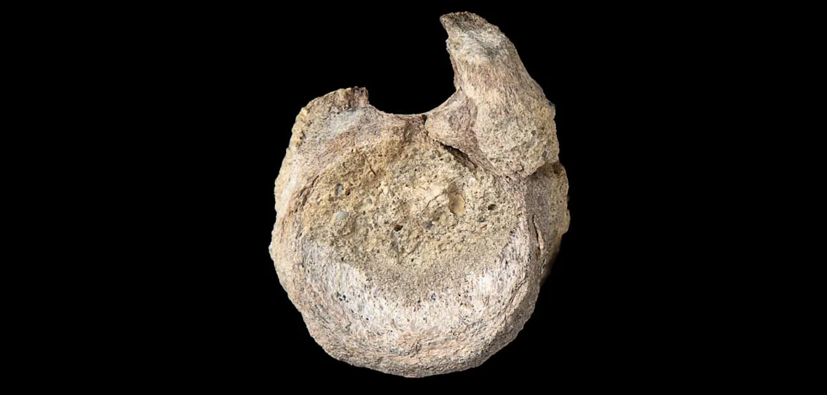 Antarktika Ungkap Rahasia Purba: Tulang Dinosaurus Terpendam 4 Dekade