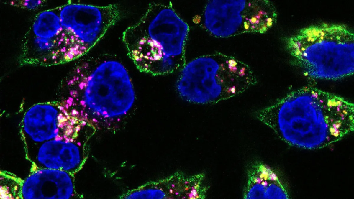 Morphing Drug Breakthrough: Dual Attack Conquers Tumors in Mouse Trials