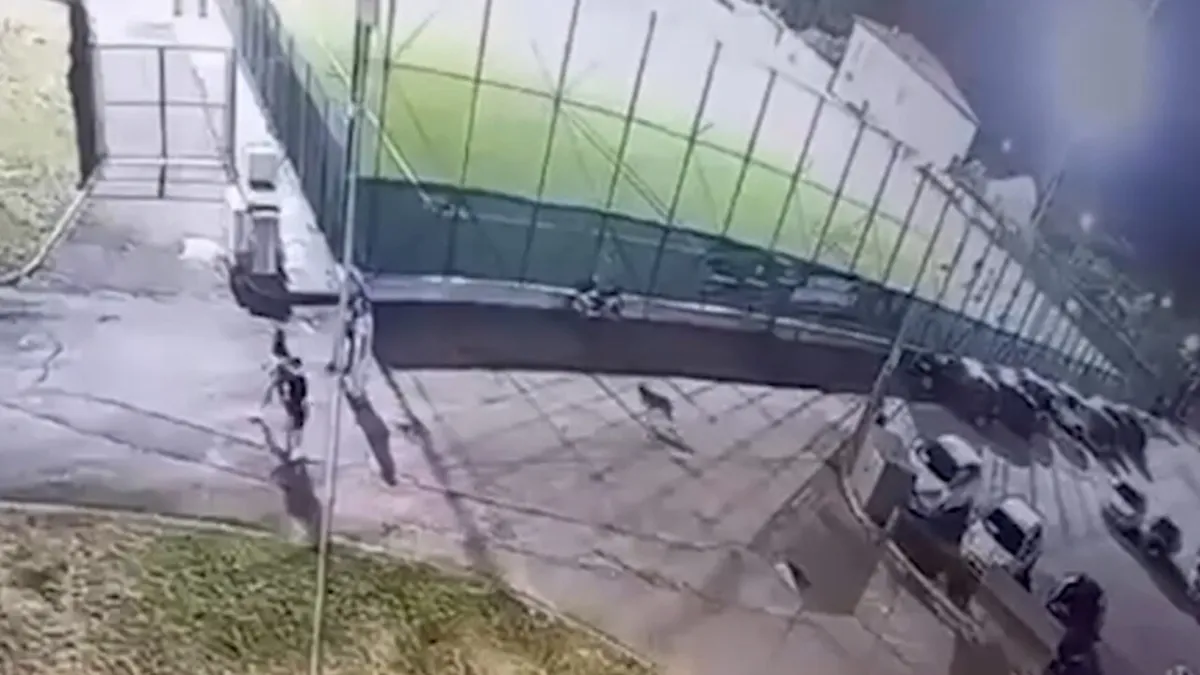 Video Mencekam Terkuak: Serigala Liar Intai Anak Perempuan di Taman Arrone