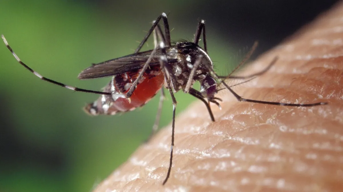 Epidemiolog Italia Mendesak: Pengawasan Penyakit Vektor Harus Diperketat Tahun 2026