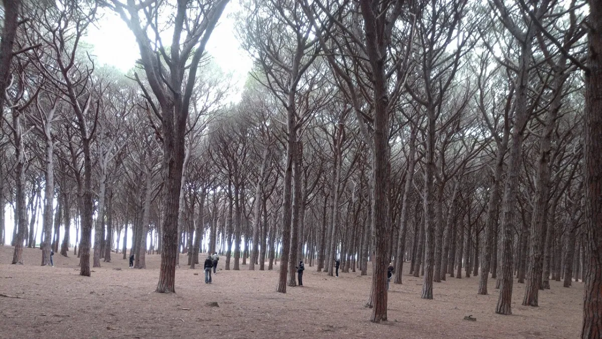 Terapi Hutan Masuk Sekolah Italia, Senjata Baru Atasi Kecemasan Remaja