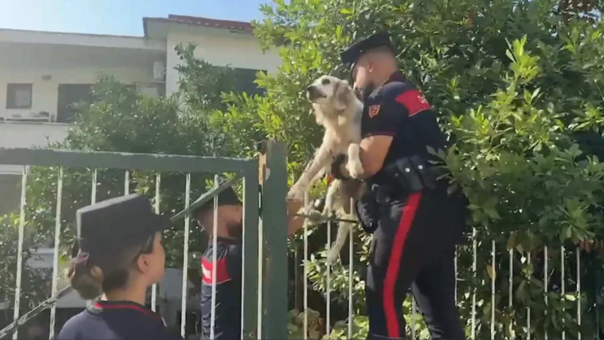 Heroisme di Campi Flegrei: Anjing Terjebak Reruntuhan Gempa Diselamatkan