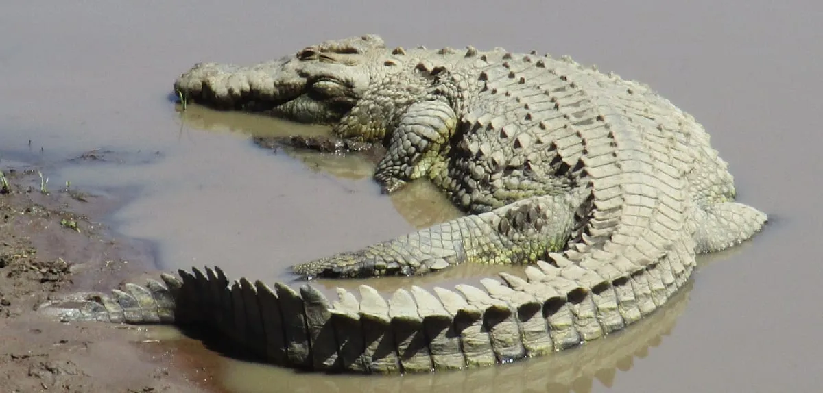 Global Fury Mounts: Israel's 'Crocodile Prison' Plan for Palestinian Detainees