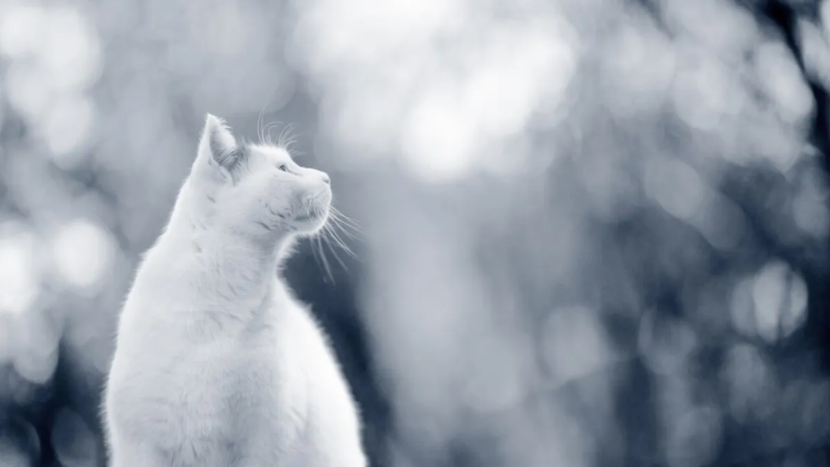 2026 Eclipse Phenomenon: Dogs and Cats, What Do They Truly Perceive?