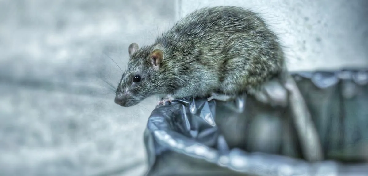 Rat Plague Threatens Germany: Economic Peril and Environmental Crisis Looms