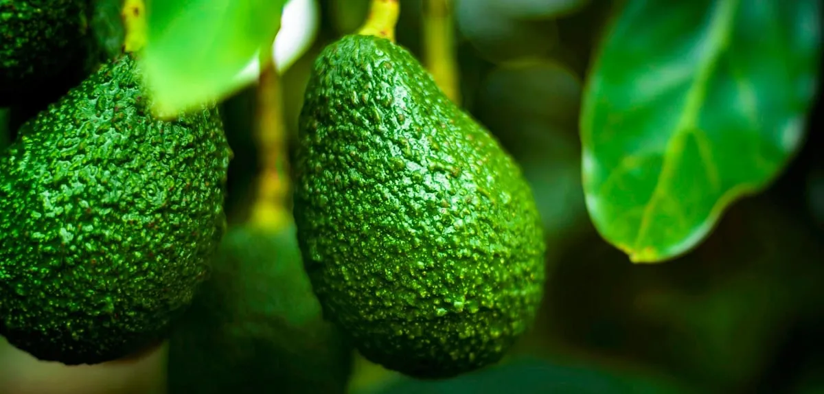 Avocado Sex Change Mystery Solved, Scientists Unravel Unique Phenomenon