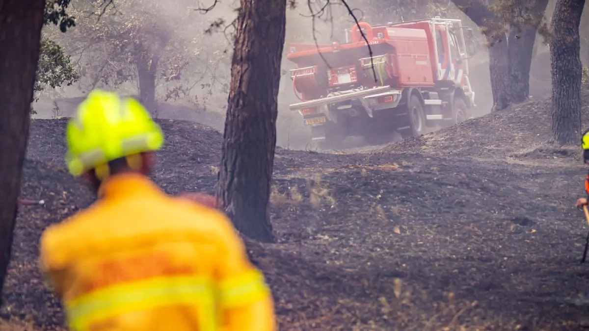 Venray Blaze Rages: Wildfire Smoke Crosses German Border