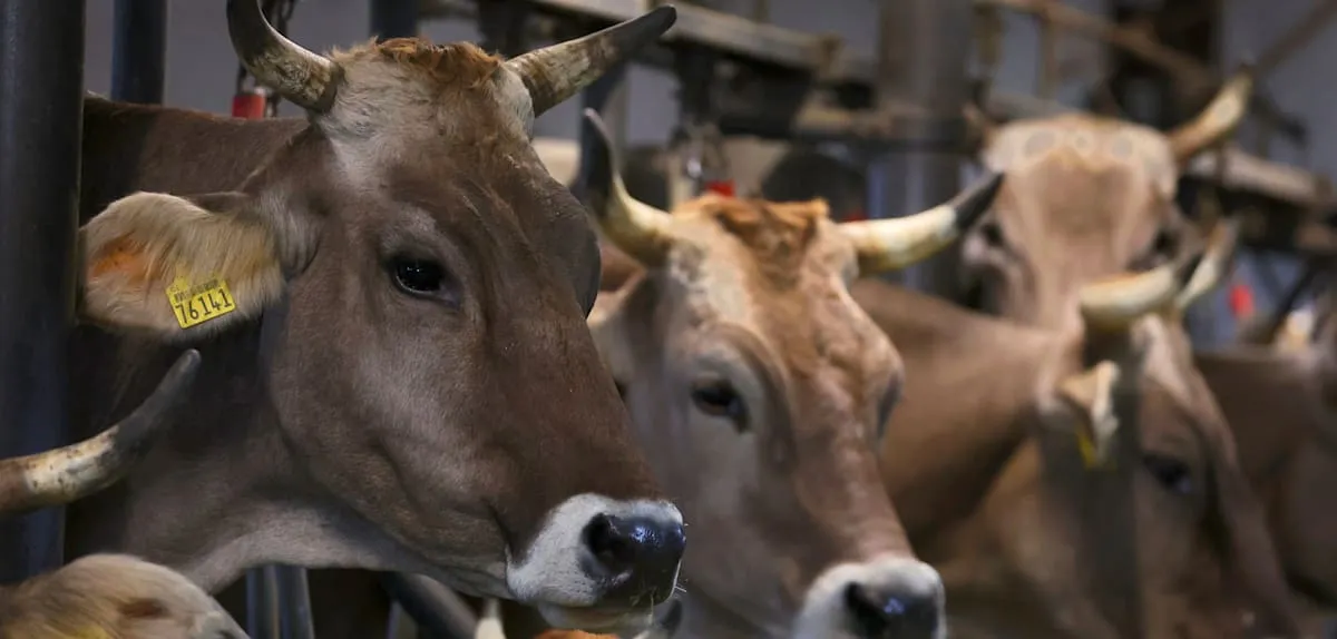 Germany's Aurich-Emden Cattle Farmers Face New Tethering Ban: Deadlines Loom 2026!