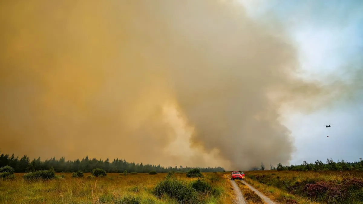 Jerman Siaga: Api Hutan Mengganas Dekati Perbatasan Belgia