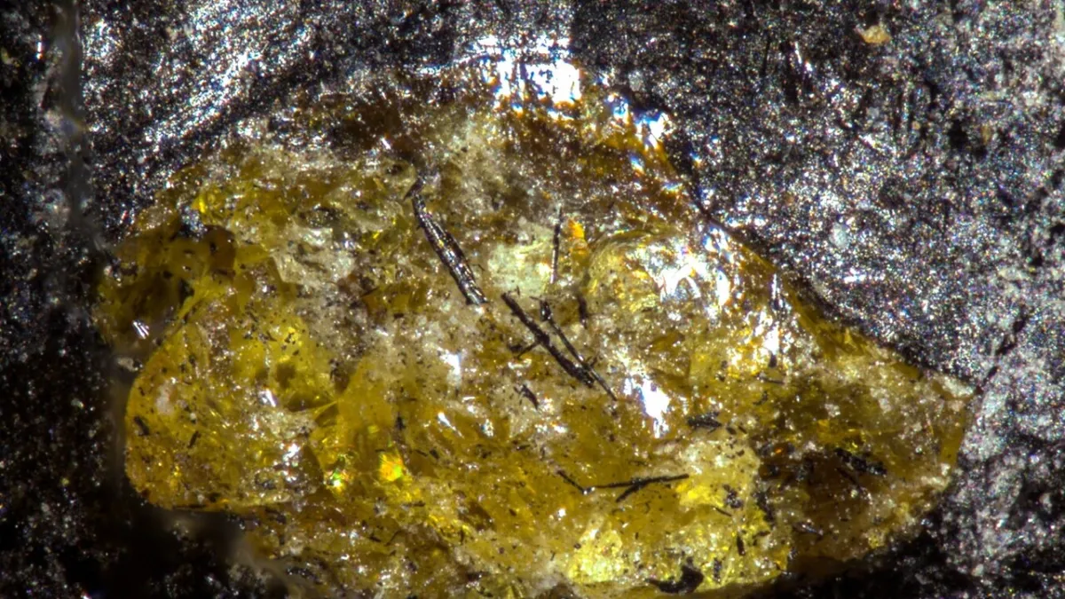 Mystery Unveiled! World's Oldest Amber, 385 Million Years Old, Discovered in China