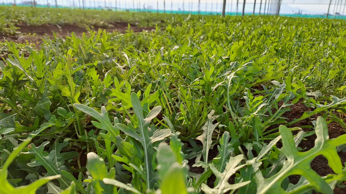 Rucola Rahasia Lawan Obesitas dan Gula Darah Tinggi Terkuak Ilmuwan