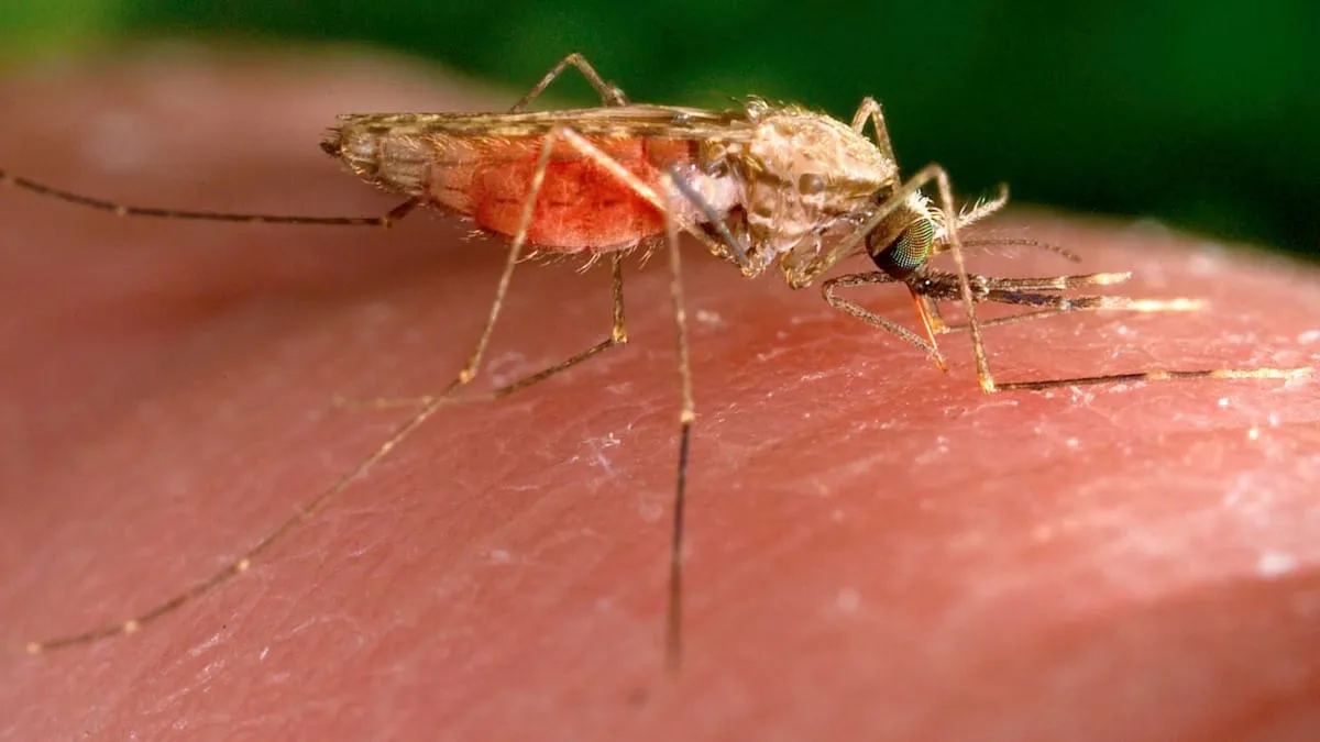 Frankfurt Diguncang Malaria: Tiga Nyawa Melayang Akibat Diagnosis Terlambat