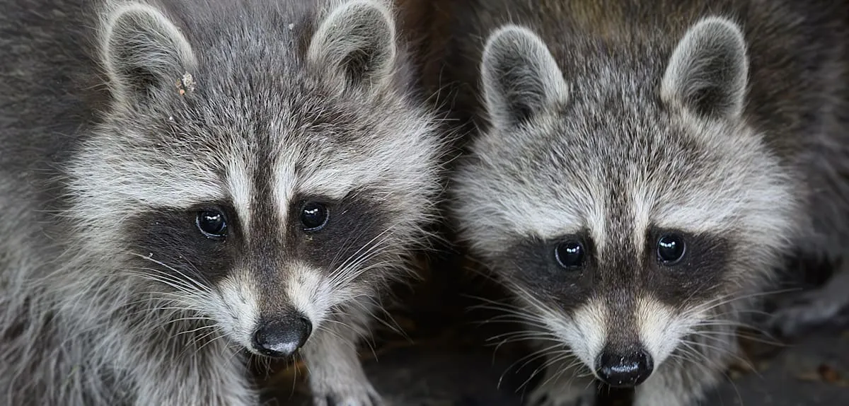 Raccoon Invasion Rocks Germany: Conservationists Clash Over Population Control