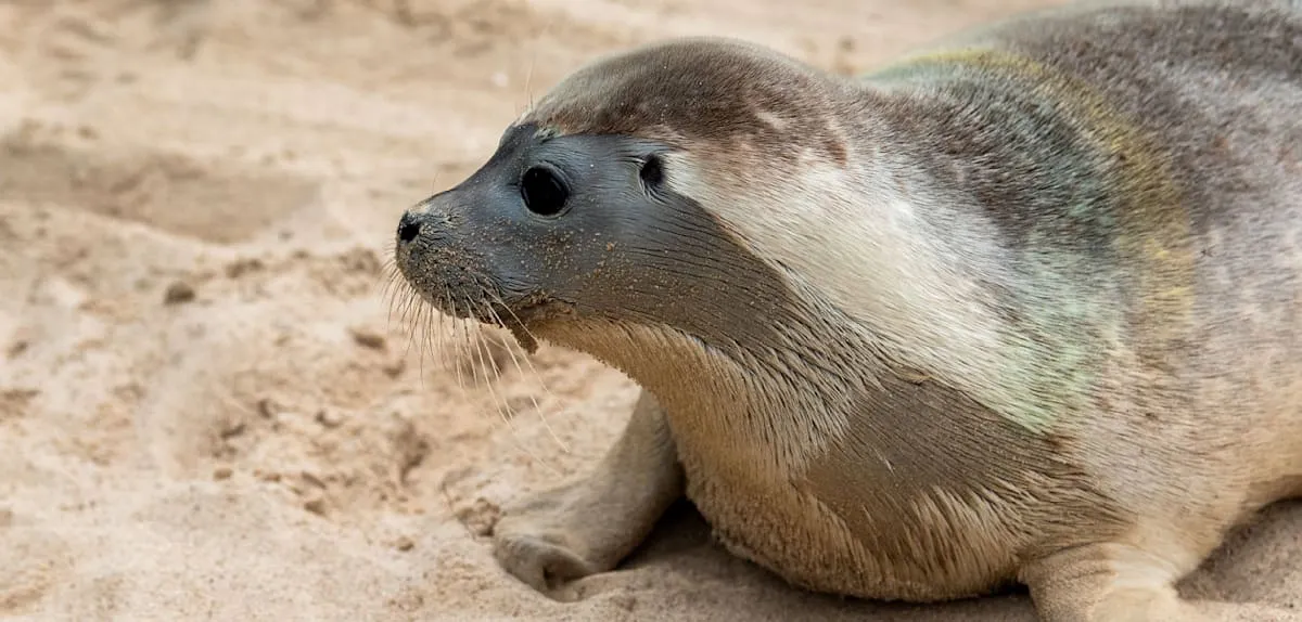 Injured Seal Pup Stranded in Hamburg, Dramatic Rescue Captivates Public