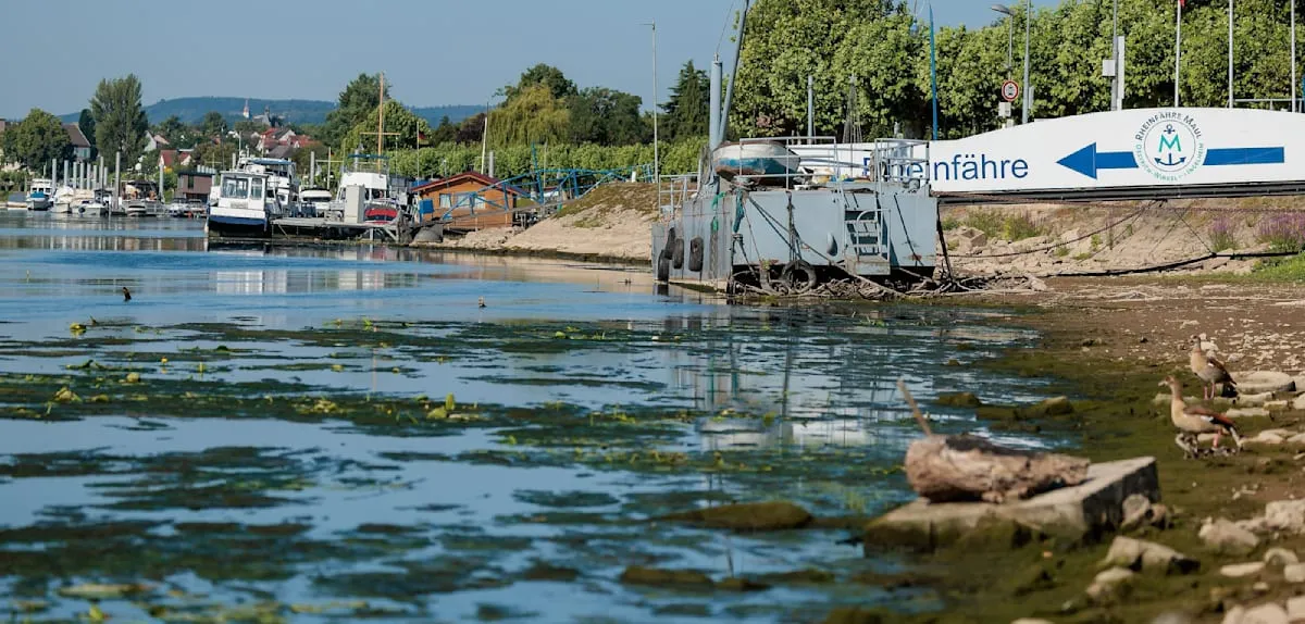 German Rivers Boil, Ecosystem on Brink of Collapse: 2026 Climate Disaster Alarm