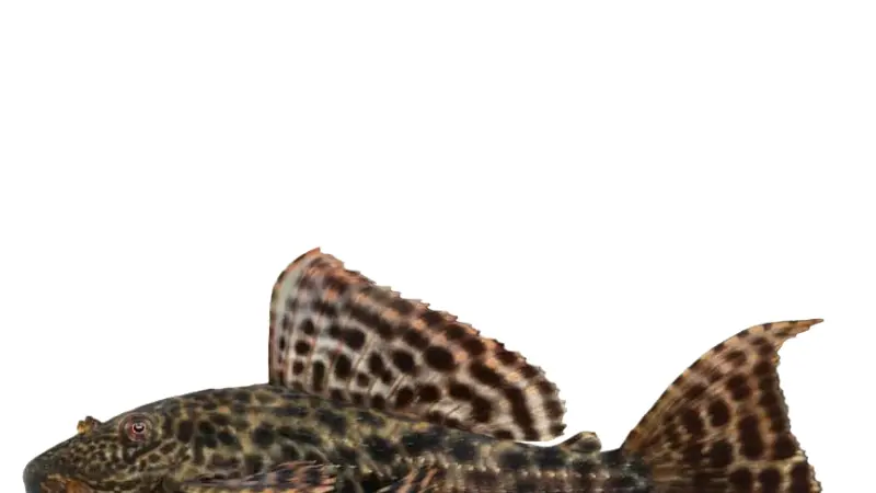 Ikan Sapu-Sapu: Predator Air Tawar Adaptif yang Sulit Dikendalikan