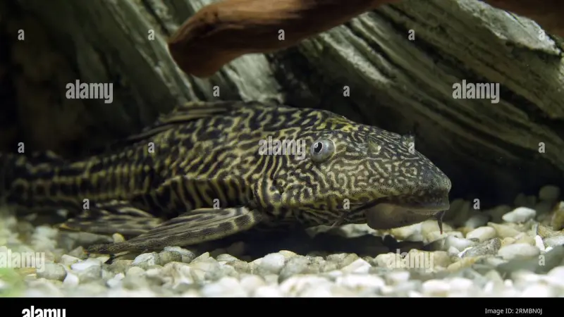 Pramono Deklarasi Perang Basmi Ikan Sapu-sapu di Sungai Jakarta, Ekosistem Terselamatkan