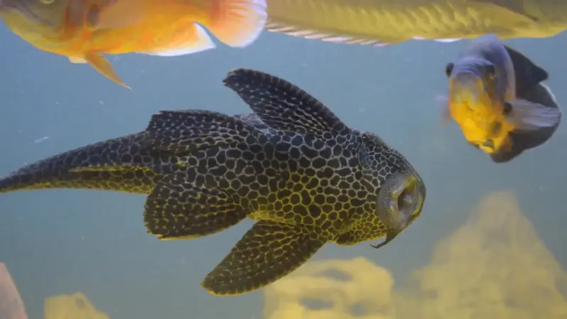 KPKP DKI Tegaskan Ikan Sapu-sapu Terkontaminasi Logam Berat, Tidak Layak Konsumsi