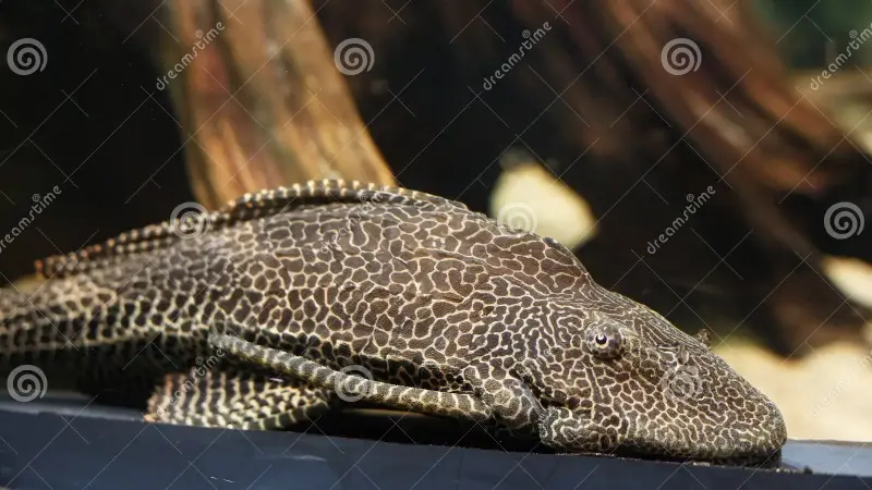 NasDem DKI Desak Pemusnahan Ikan Sapu-sapu Ketat: Jangan Sampai Kembali ke Pasar!