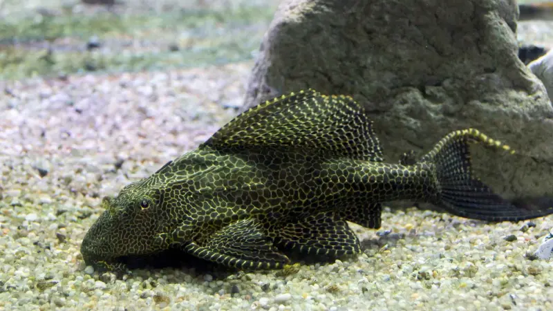 Terkuak: Ahli Unair Ungkap Asal Mula dan Bahaya Ikan Sapu-Sapu Jakarta