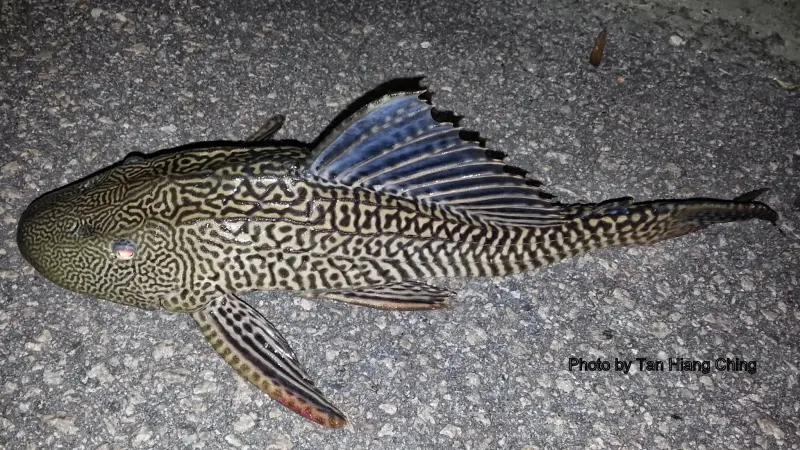 Terungkap! 5 Pria Terjaring Operasi Satpol PP Saat Berburu Ikan Sapu-Sapu di Jakpus