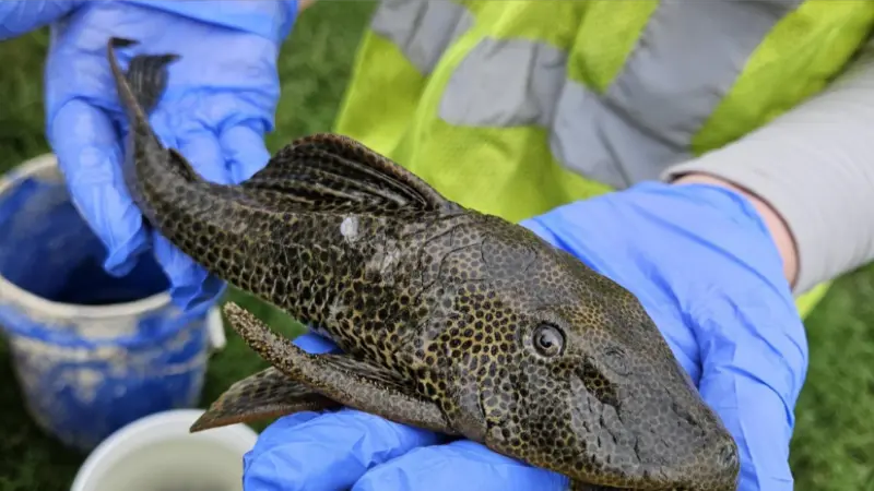 Fatwa MUI dan Inovasi IPB: Solusi Tuntas Pembasmian Ikan Sapu-sapu