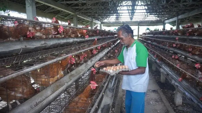 Harga Telur Anjlok, Peternak Terancam Gulung Tikar: Ini Biang Keroknya!