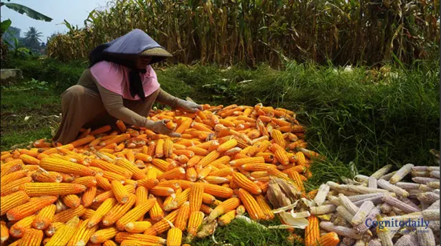 Kewajiban Impor Jagung Amerika Ancam Petani Lokal, Ketahanan Pangan Nasional Diuji